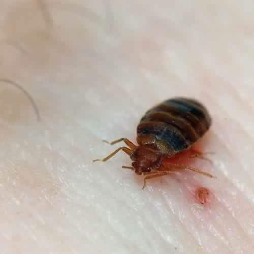 Bed bug identified during inspection