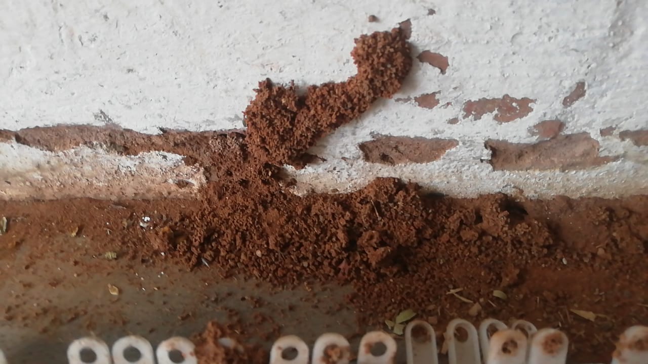 Termite damage found during inspection