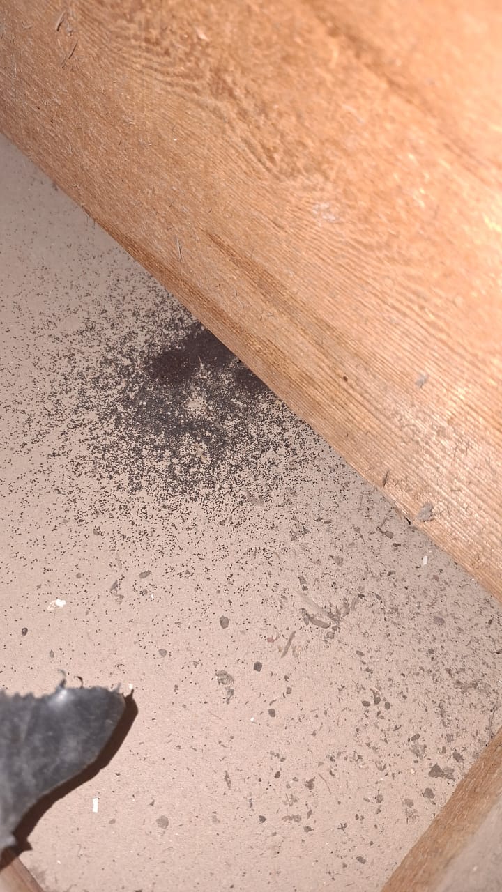 Pest activity found during a property inspection